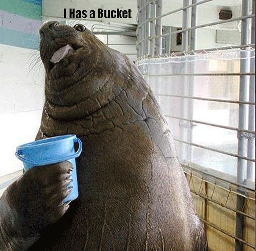 Steal the Bucket